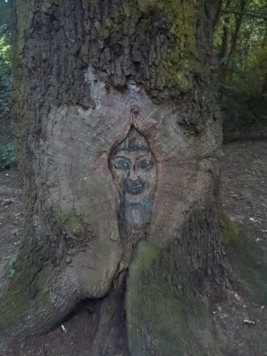 Mann im Baum