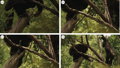 Tool-assisted hunting by chimpanzee at Fongoli, Sénégal. Adult male chimpanzee uses tree branch with modified end to (a–c) stab into a cavity within a hollow tree branch that houses a Galago he ultimately captures as (d) his adolescent brother looks on. Images are courtesy of BBC.