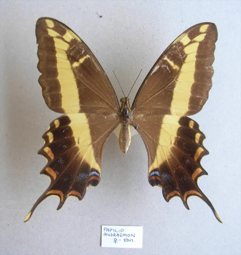 Bahamian Swallowtails are gone from Florida but alive in the Caribbean.