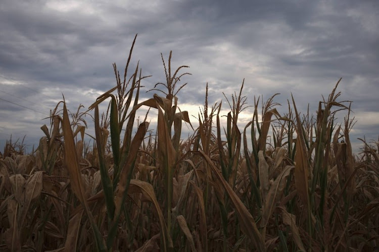 Maize crop. Picture: REUTERS