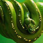 Snake Jigsaw Puzzles Apk