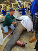 Veterinarians from the University of Pretoria have carried out intricate surgery to remove an elephant’s infected tusk at a zoo in former Soviet republic Georgia. 