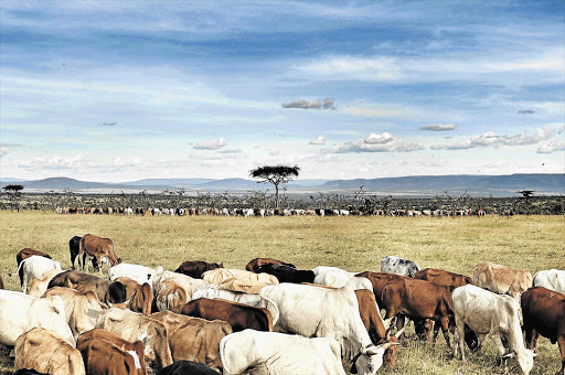 CATTLE ARE MOWING: Maasai cattle graze in the wildlife conservancy,