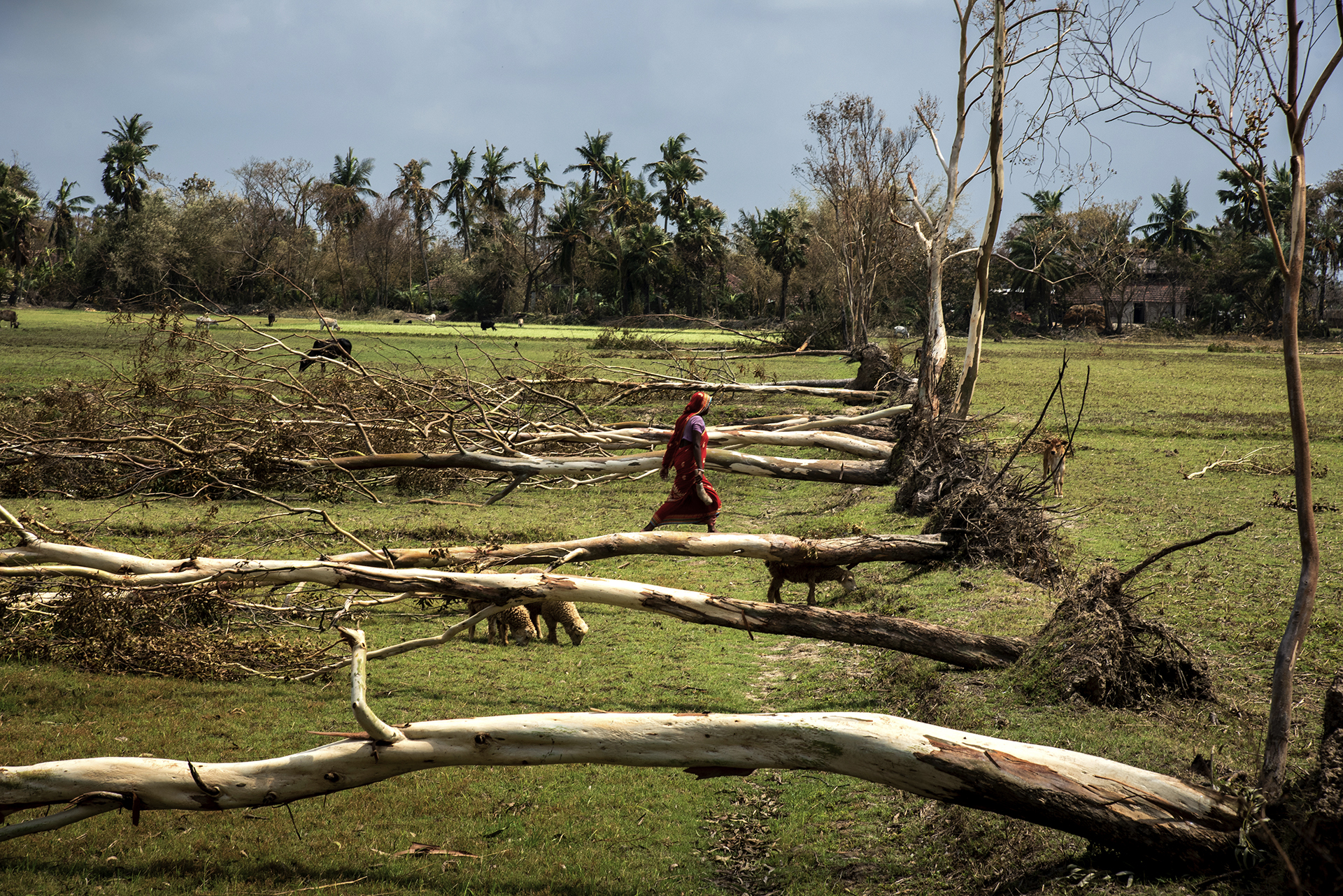 The aftermath of Cyclone Amphan in Andul and South 24 Parganas