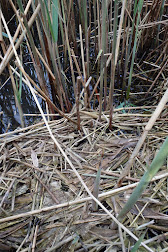 Photo 1 / 3 - May 2019, Water Vole droppings