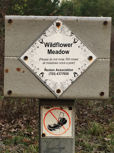 Wildflower Meadow 