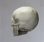Skull 36