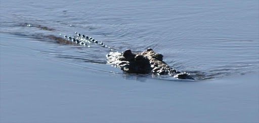 A Crocodile. File photo