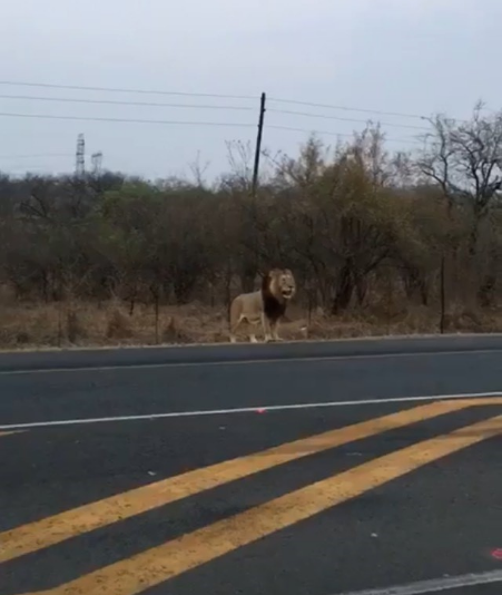 A lion has been spotted by motorists on the N4 between Marloth Park and Hectorspruit on September 23 2018.