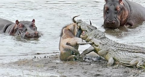 Hippos save a wildebeest from the jaws of crocodiles.