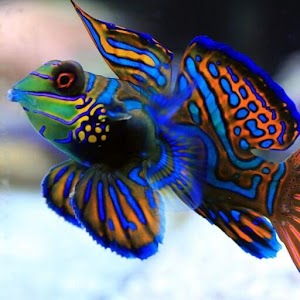 Download Mandarin Fish Wallpapers HD For PC Windows and Mac
