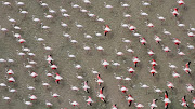 Flamingo-phile Jay captured this image in the tidal waters of Mozambique.