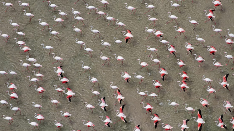 Flamingo-phile Jay captured this image in the tidal waters of Mozambique.