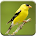 Singing Goldfinch