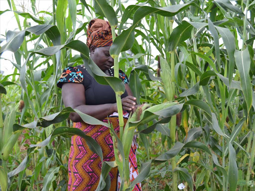 CURBING WASTE : Farmer Rachel Mwiyendi in Kyuso subcounty, Kitui county, inspects her maturing maize crop last weekend