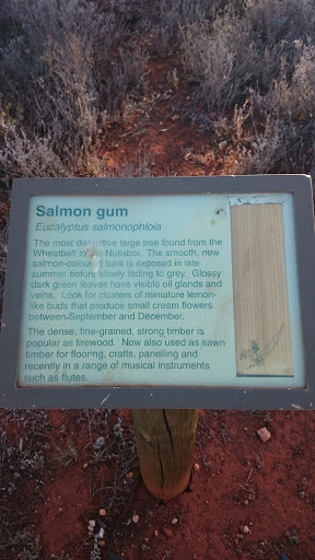 Salmon Gum