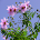 Japan:Dahlia imperialis(JP221)