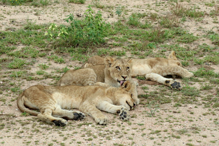 Wildlife researchers Neil D'Cruze and Jennah Green, who have studied lion farming in South Africa, share their insights into the industry and explain why it should be shut down. File photo.
