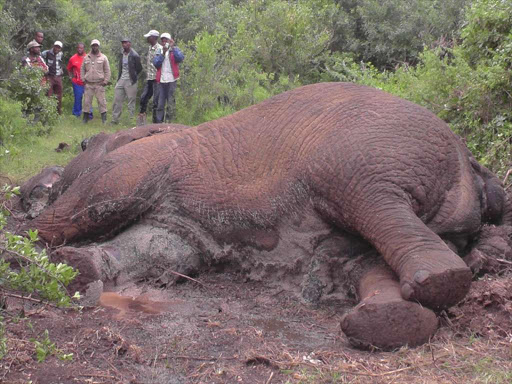 WHO KILLED THE JUMBO? Farmers at Kagochi area in Mt Kenya Forest near the decomposing elephant carcass. It is not known when it was killed. They say KWS rangers beat them on Saturday.
