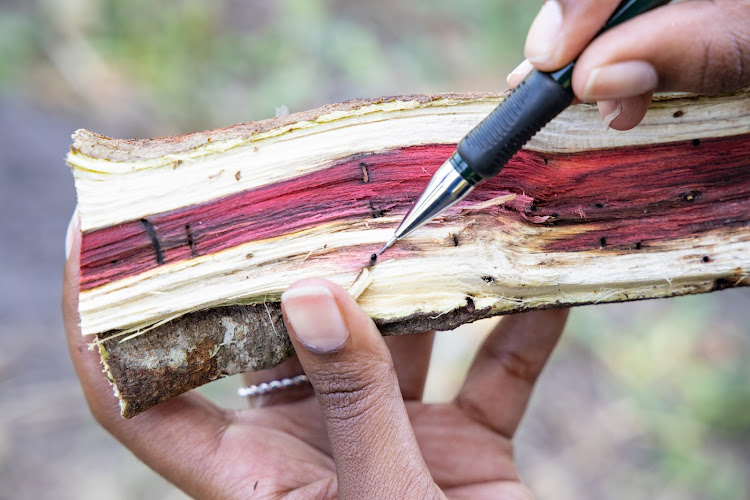 An indigenous tree infested by the polyphagous shot hole borer (tip of pencil as pointer) and the fungus Fusarium euwallaceae (red colouration). File photo.