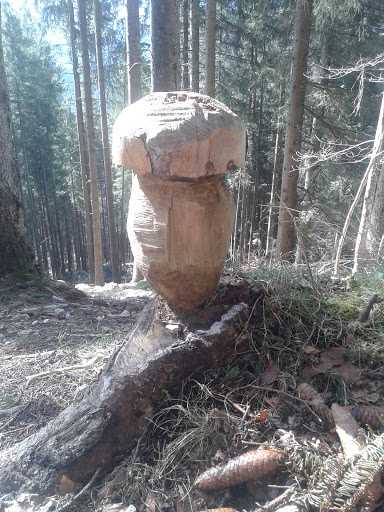 Holzpilz Im Wald