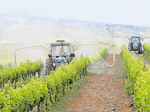 GROUND TO GLASS: Spraying the vines and, below right, the tasting room at Altydgedacht Pictures: NEIL PENDOCK