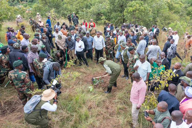 President William Ruto during the national tree planting day at Kiambicho Forest Karua Hill A, Murang'a County, on May 10, 2024.