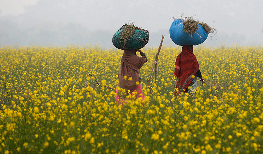 Why India’s Approach to Regulating GM Crops Is a Cause for Concern