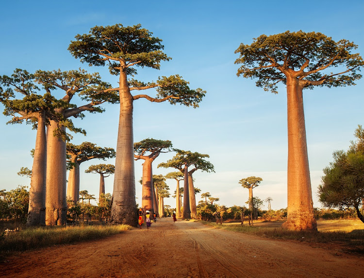 Baobab trees along the rural road on a sunny day