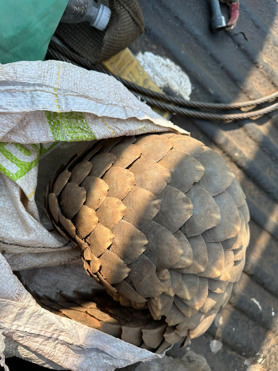 Police arrested three suspects who were allegedly trying to sell a a pangolin in Bochum on Sunday.