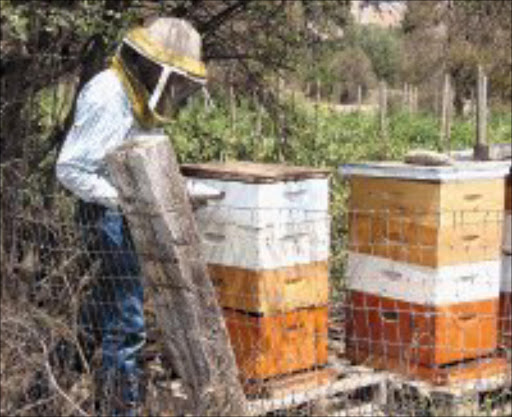 HONEY JACKPOT: A beekeeper at work in an industry that is set to boom in South Africa. Pic. Chester Makana. © Sowetan.