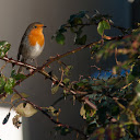 Robin