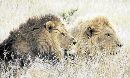 BORN FREE: The fact that lions can be hunted at a private game reserve outrages one of our readers