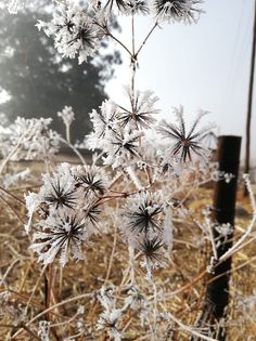 Frost in Ermelo, Mpumalanga, at the weekend, when minimum temperatures remained below zero after last week's freeze.