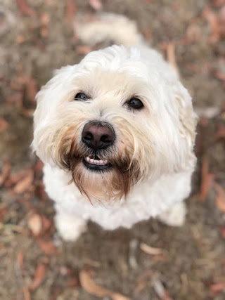 Yarra Valley  Boarding Kennel