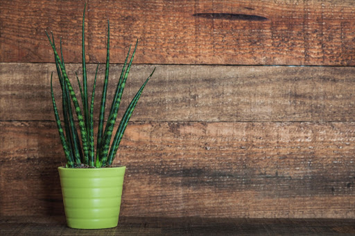 The indigenous Snake plant is also known as “mother-in-law’s tongue”.