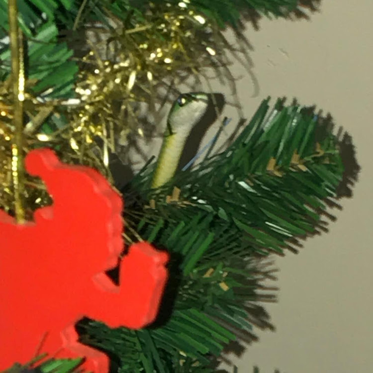 A Western Natal green snake takes refuge in a Christmas tree at an Ixopo home on Tuesday, December 18.