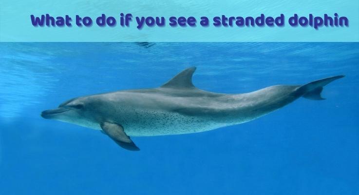 What to do if you see a stranded dolphin