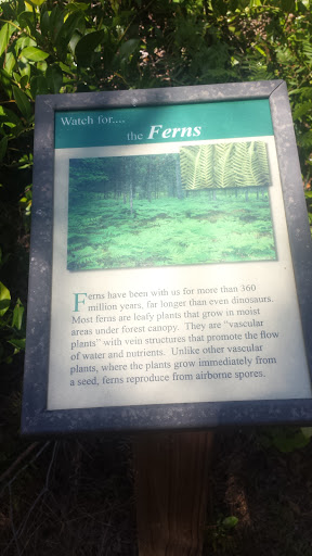 Ferns