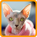 ダウンロード Cats Quiz をインストールする 最新 APK ダウンローダ