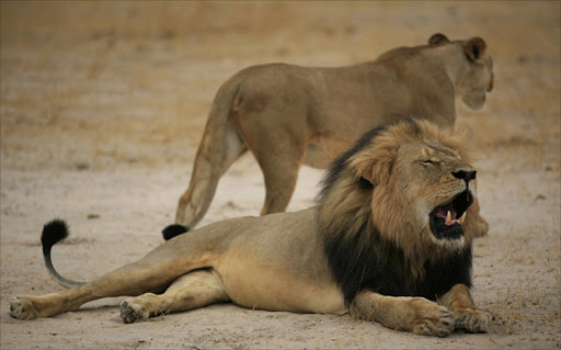 Cecil the lion. File photo.