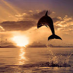 Dolphins Live Wallpapers Apk