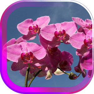 Download Amazing Orchids live wallpaper For PC Windows and Mac