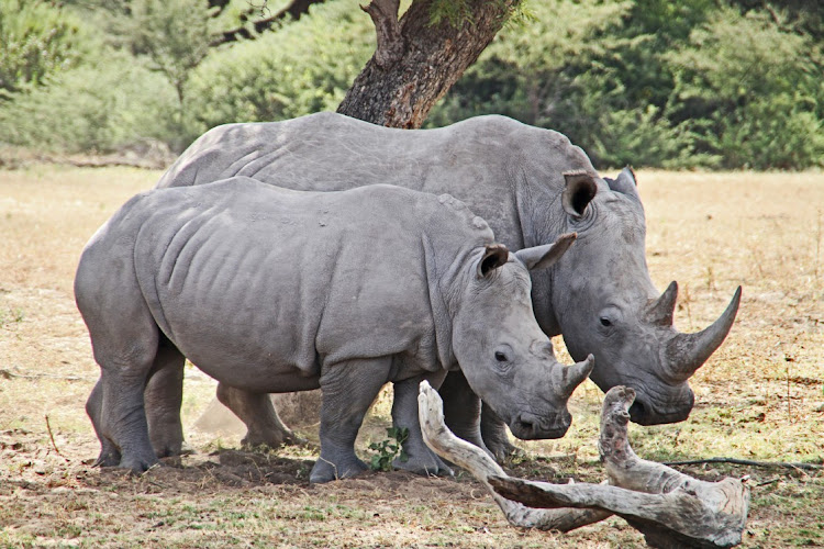 Conservation NGO African Parks aims to re-wild 2,000 rhinos over the next 10 years. Picture: 123RF