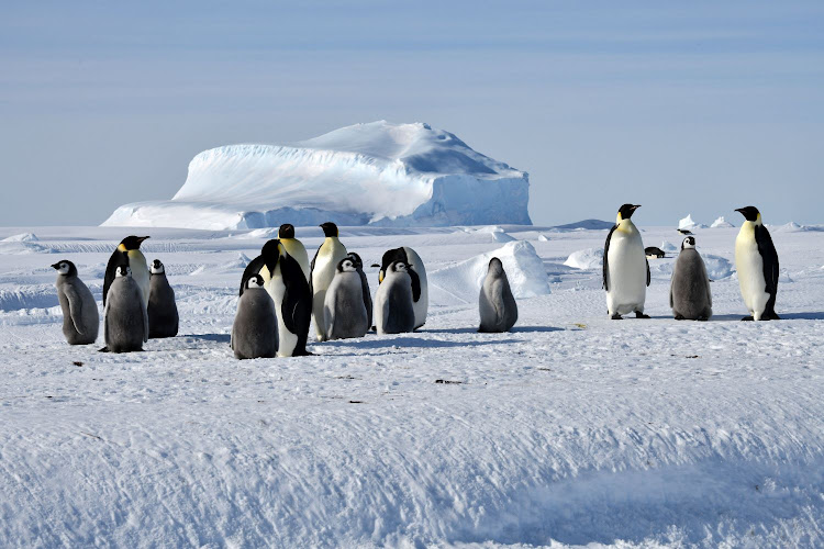 Antarctic emperor penguins