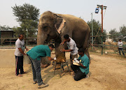 Vets treat a wound of Asha, a female elephant, at the Wildlife SOS Elephant Conservation and Care Centre in Mathura, India, on November 17 2018.