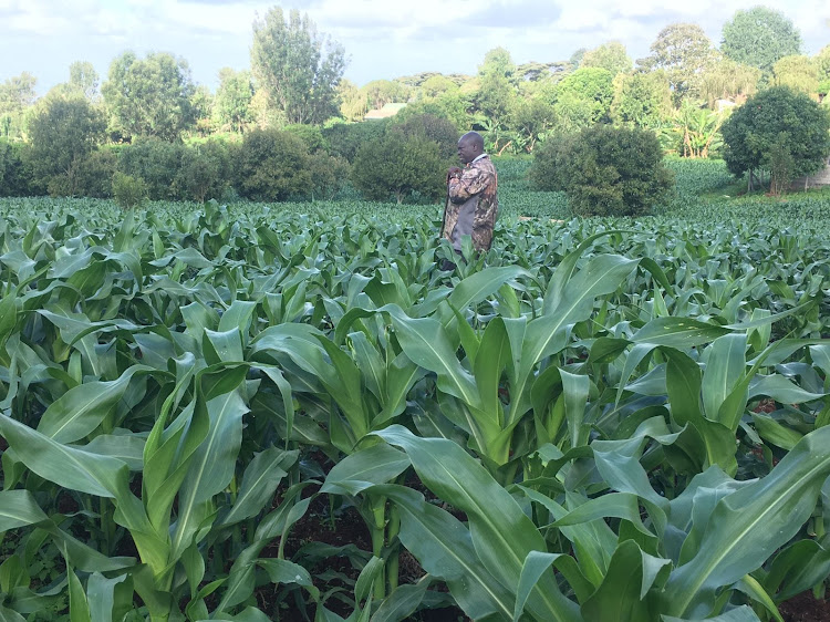 Mathira MP Rigathi Gachagua in his maize farm in Mathira, Nyeri