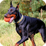 Doberman Dog Wallpaper Apk