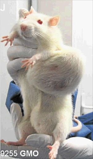 EXPERIMENT: Lab rat has a tumour PHOTO: SUPPLIED