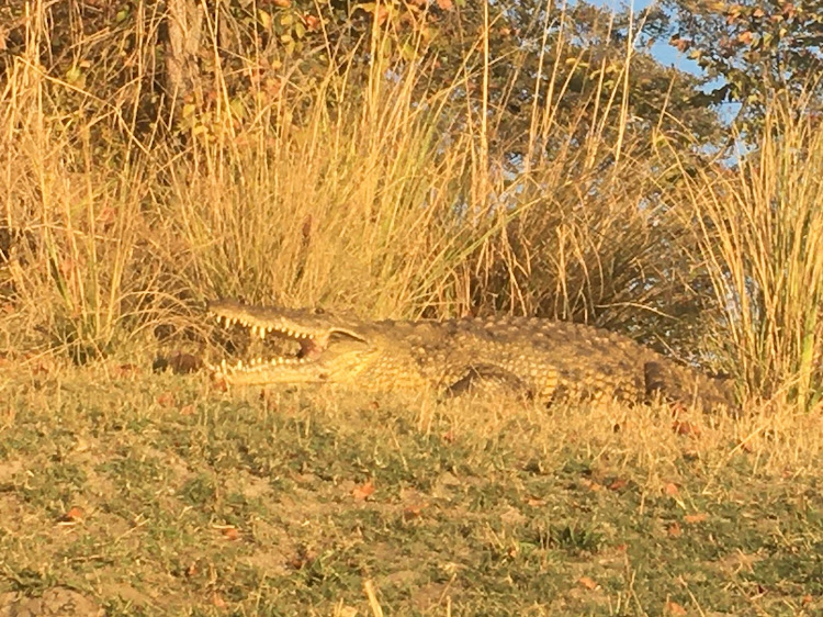 A crocodile on the riverbank in the Zambezi National Park.